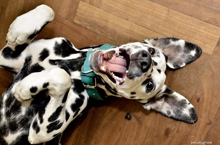 20 races de chiens les plus sympathiques au monde