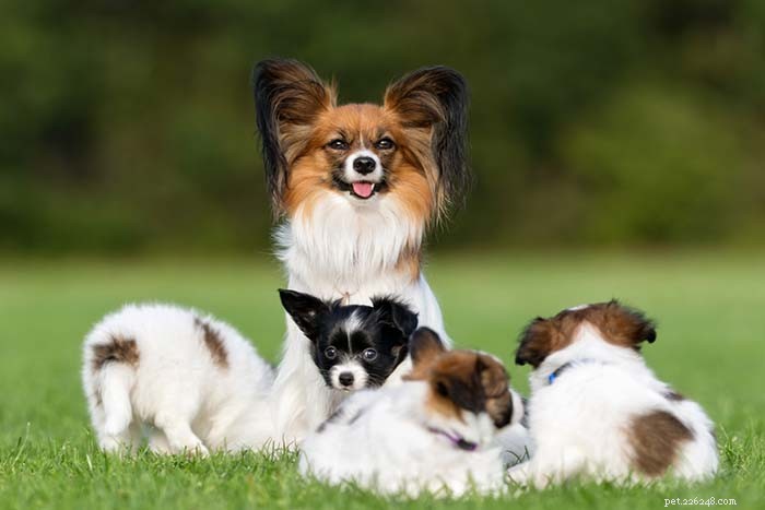 20 raças de cães mais amigáveis ​​do mundo