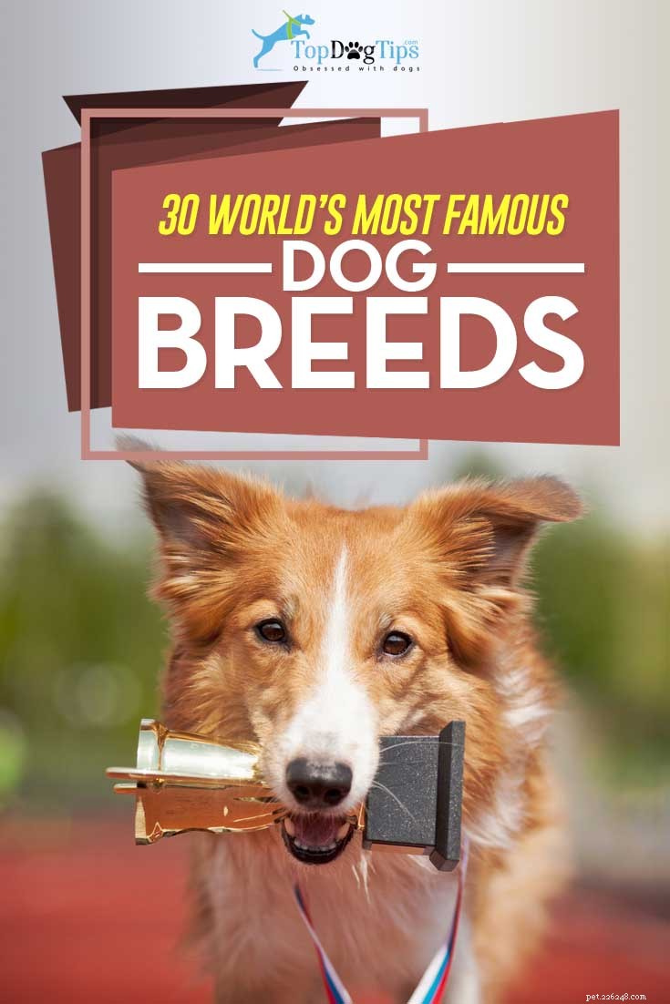 30 races de chiens les plus populaires connues dans le monde entier