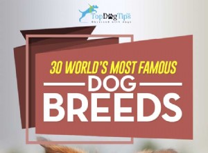 世界中で知られている30の最も人気のある犬種 