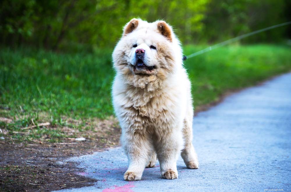 30 populairste hondenrassen die over de hele wereld bekend zijn