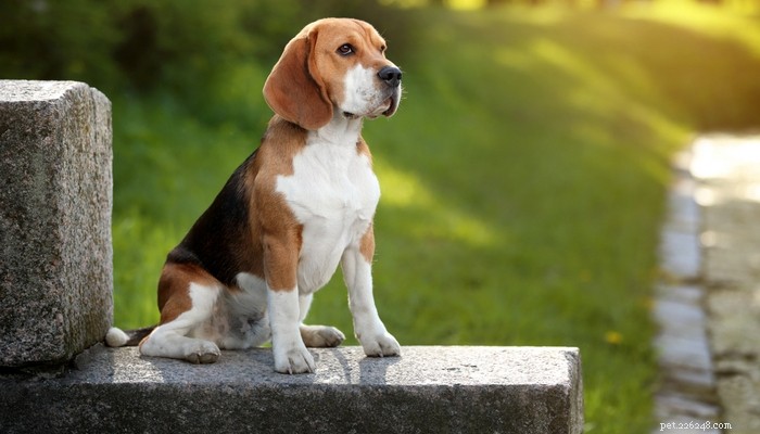 世界中で知られている30の最も人気のある犬種 