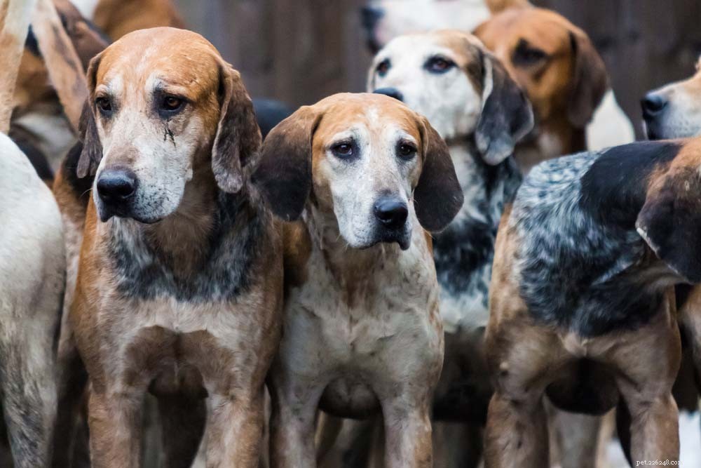 30 самых здоровых пород собак с большой продолжительностью жизни