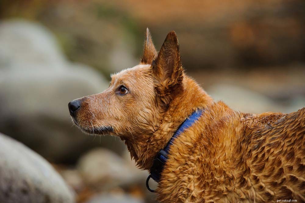 30 raças de cães mais saudáveis ​​com longa vida útil