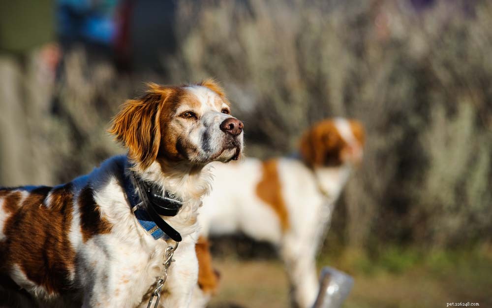 30 friskaste hundraser med lång livslängd