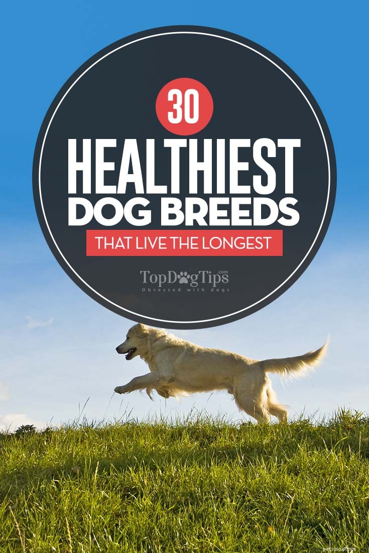 30 gezondste hondenrassen met een lange levensduur