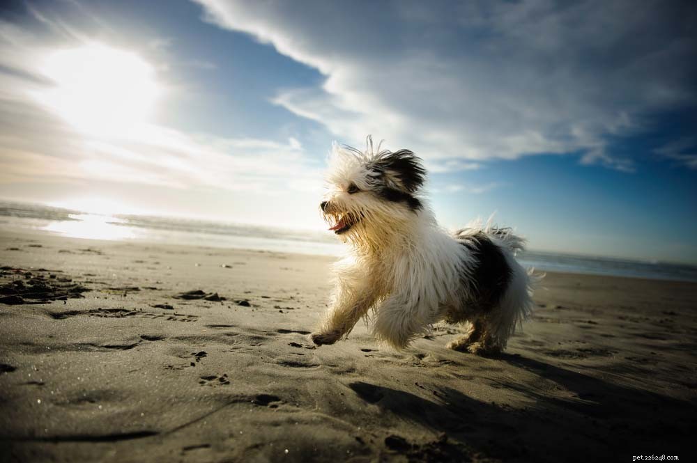 30 raças de cães mais saudáveis ​​com longa vida útil