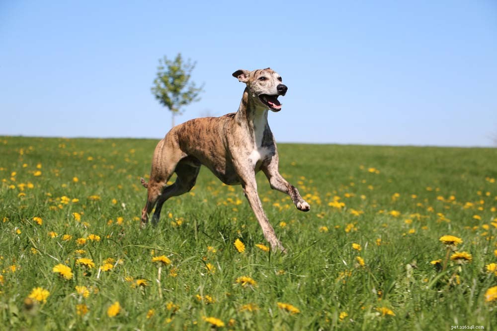 30 races de chiens les plus saines avec une longue durée de vie