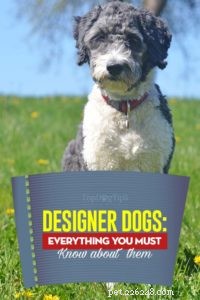 Vad är designerhundar?