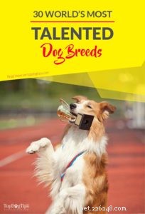 Les 30 chiens les plus talentueux au monde