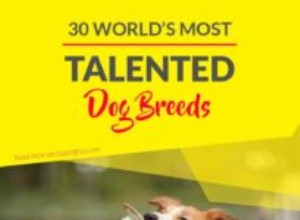 世界で最も才能のある30匹の犬 