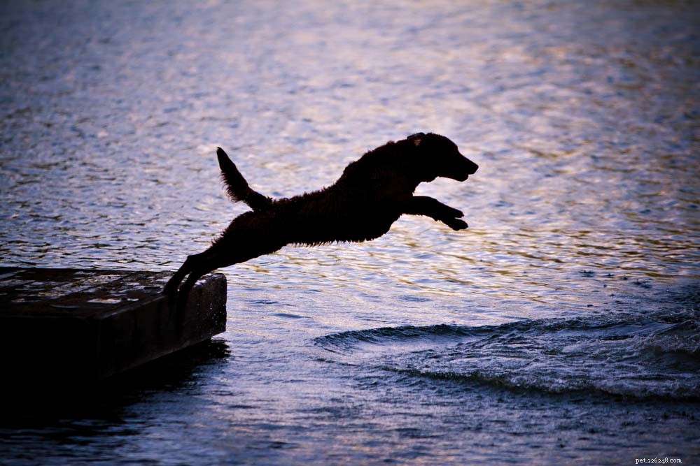 20 melhores raças de cães nadadores