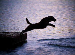 20 meilleures races de chiens de natation