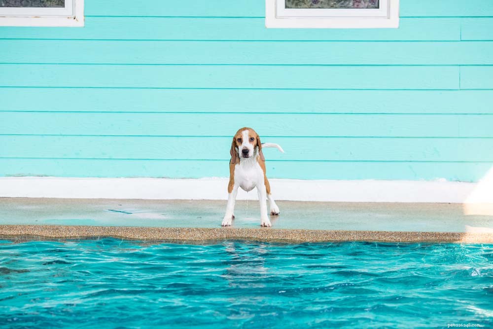 20 beste zwemmende hondenrassen