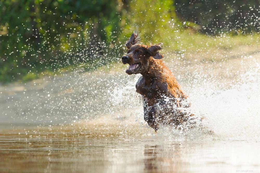 20 beste zwemmende hondenrassen