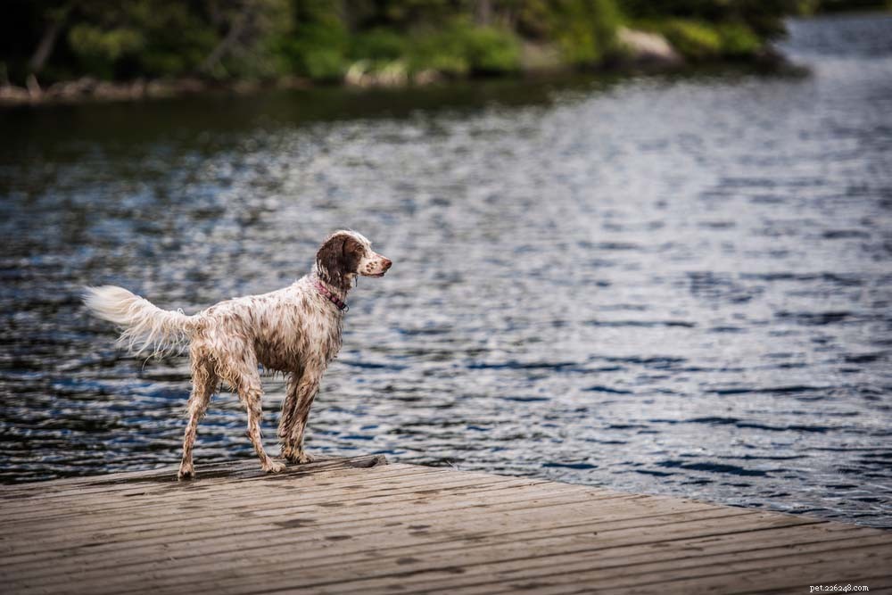 20 nejlepších plemen plaveckých psů