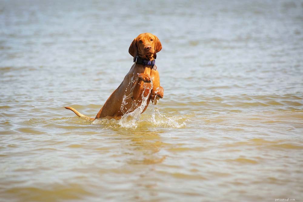 20 meilleures races de chiens de natation