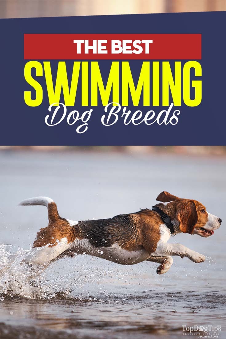 20の最高の水泳犬の品種 