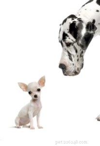 30 самых маленьких пород собак в мире