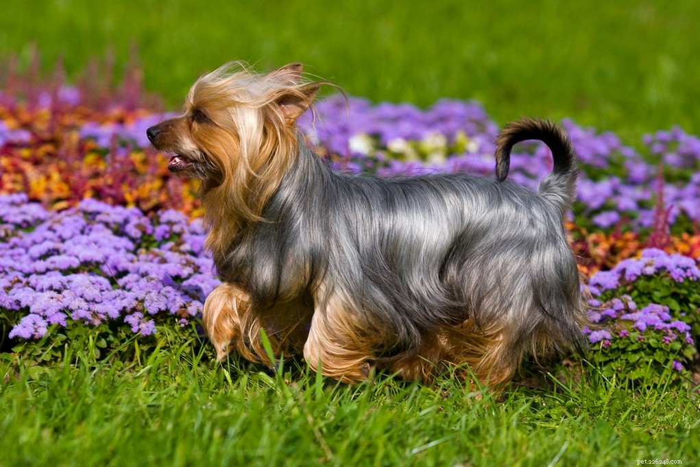 30 races de chiens les plus petites au monde