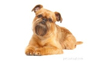 30 самых маленьких пород собак в мире