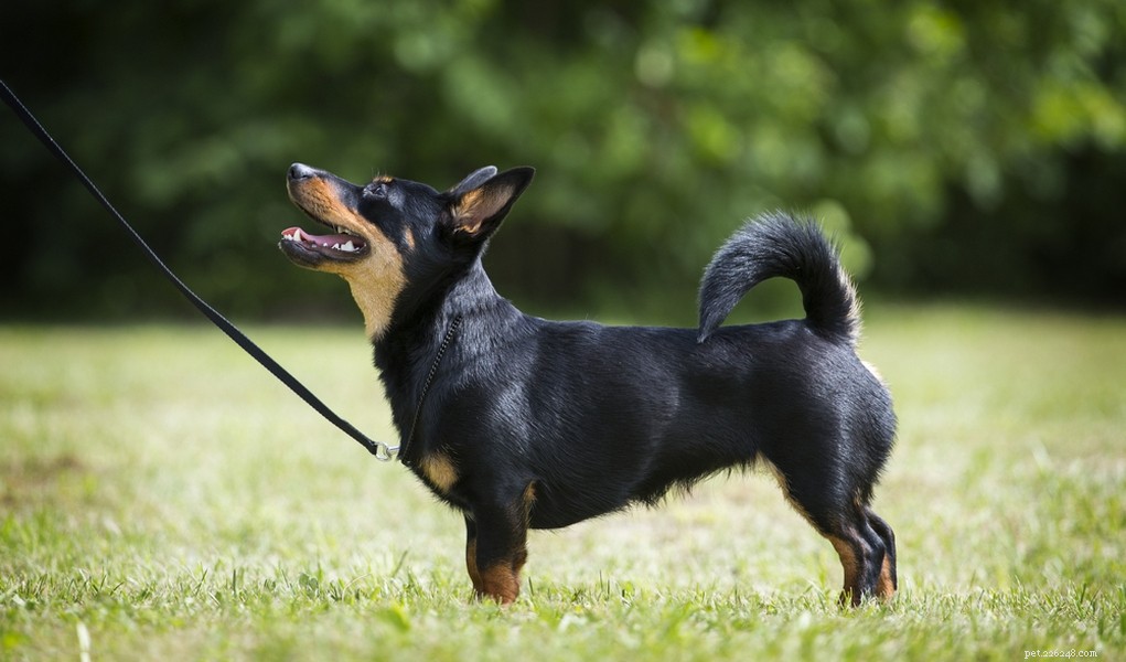 30 minsta hundraser i världen