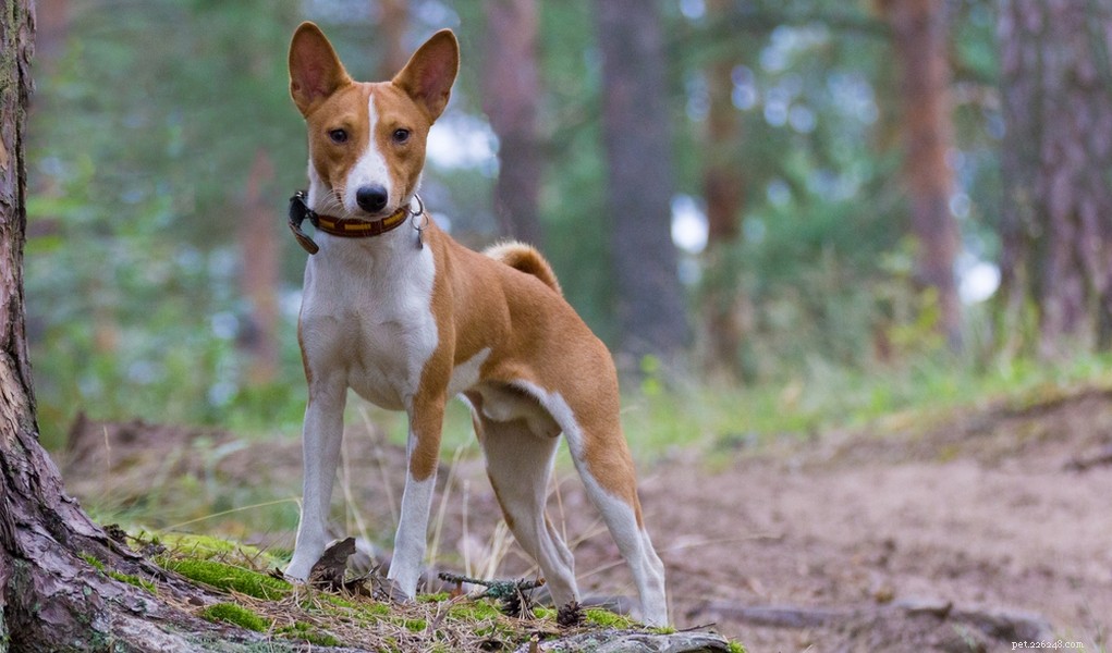 25 raças de cães de escapistas que são boas em fugir