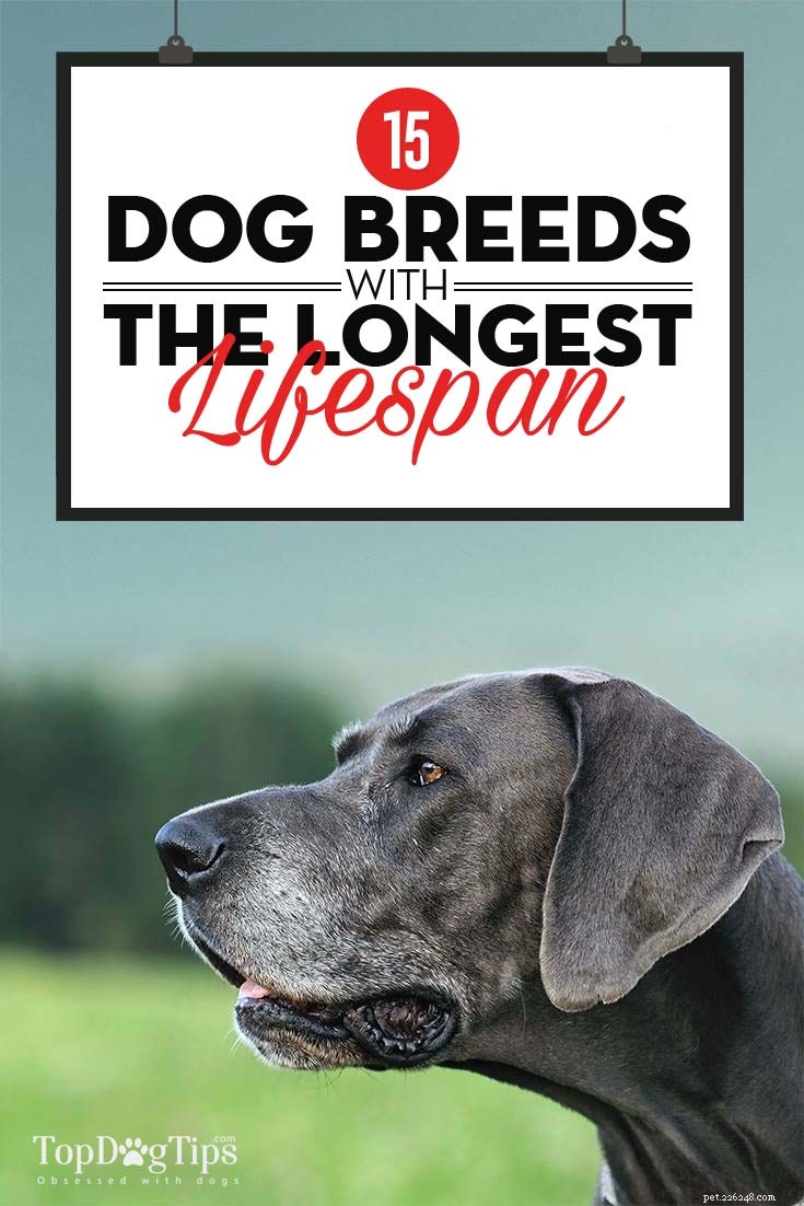 15 hundraser som har den längsta livslängden