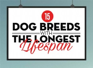 15 psích plemen, která mají nejdelší životnost 