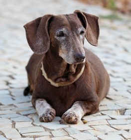 15 races de chiens qui ont la plus longue durée de vie