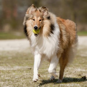 15 raças de cães que têm a vida útil mais longa 
