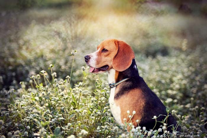 25 honden met het beste reukvermogen