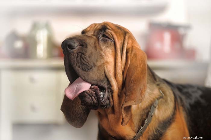 25 chiens avec le meilleur odorat