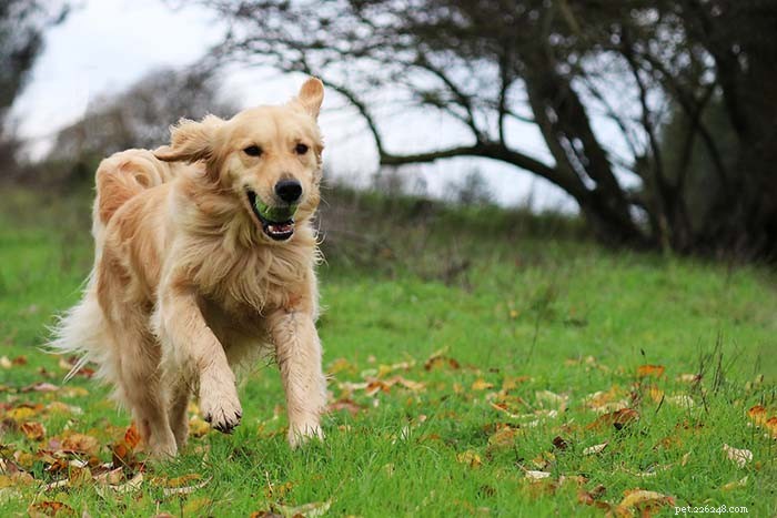 25 cani con il miglior senso dell olfatto