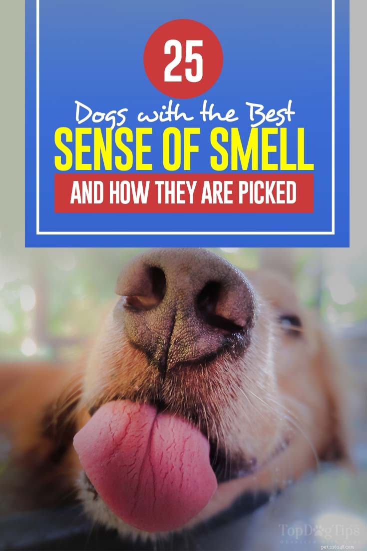 最高の嗅覚を持つ25匹の犬 