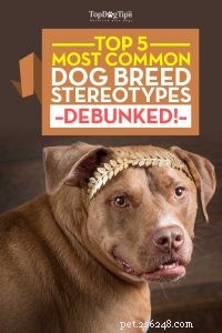 5つの最も一般的な犬種のステレオタイプが非難 