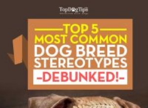 5つの最も一般的な犬種のステレオタイプが非難 