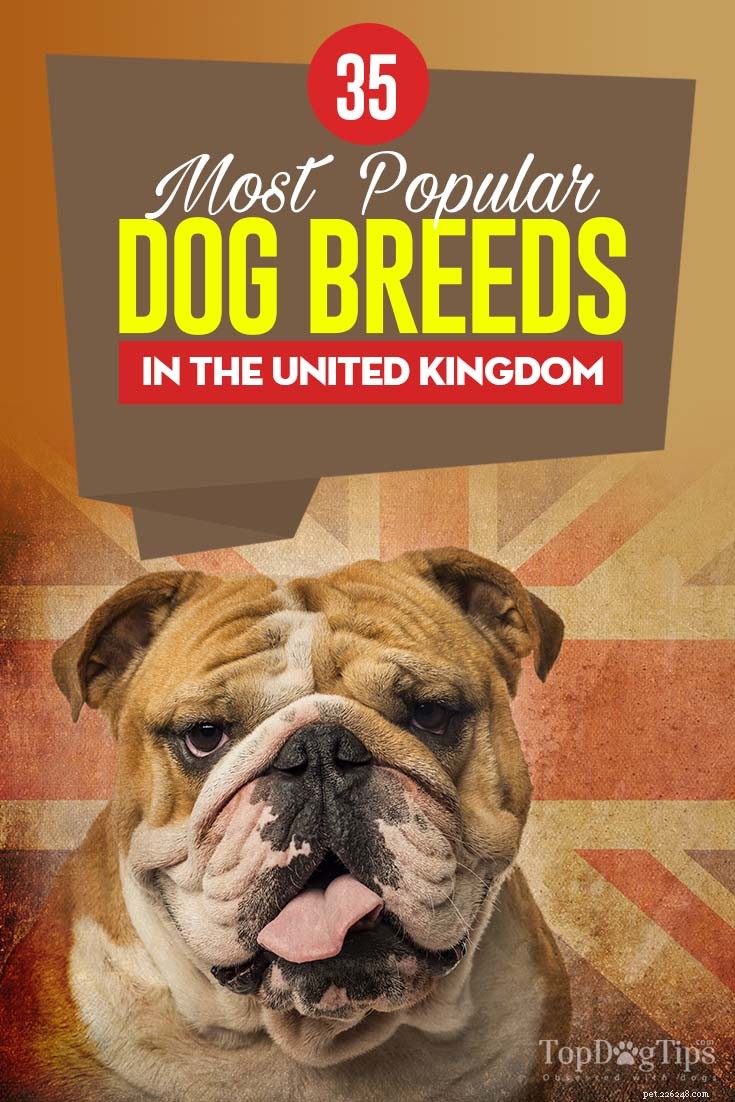 35 nejoblíbenějších psích plemen ve Spojeném království