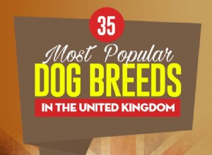 35 raças de cães mais populares no Reino Unido