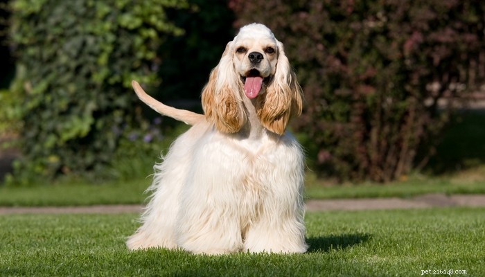 35 самых популярных пород собак в Великобритании