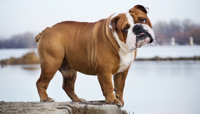 35 mest populära hundraser i Storbritannien