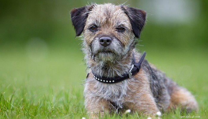 35 mest populära hundraser i Storbritannien