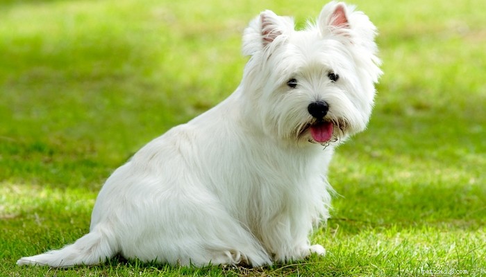 35英国で最も人気のある犬種 