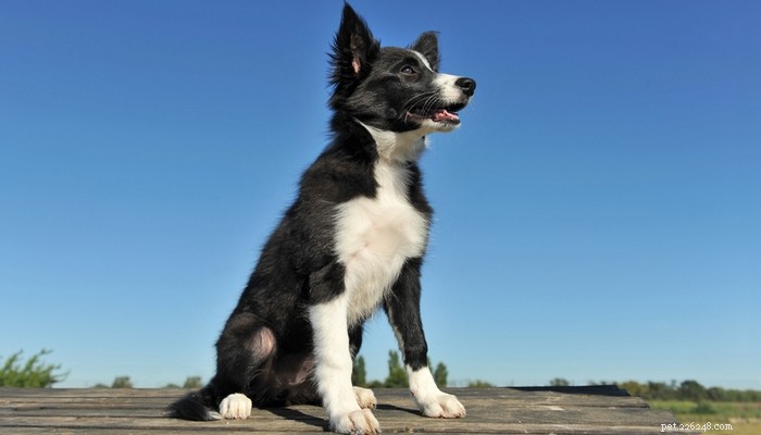 35 populairste hondenrassen in het VK