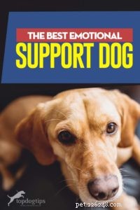 Nejlepší psi emocionální podpory