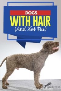Hundar med hår (och inte päls)
