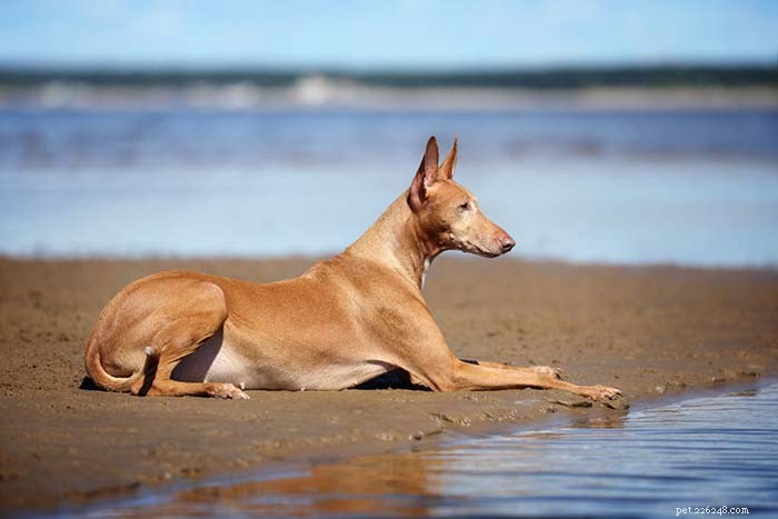 9 beste hondenrassen voor warm weer