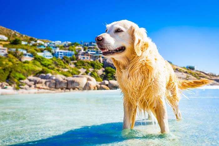 暑い天気に最適な9つの犬種 