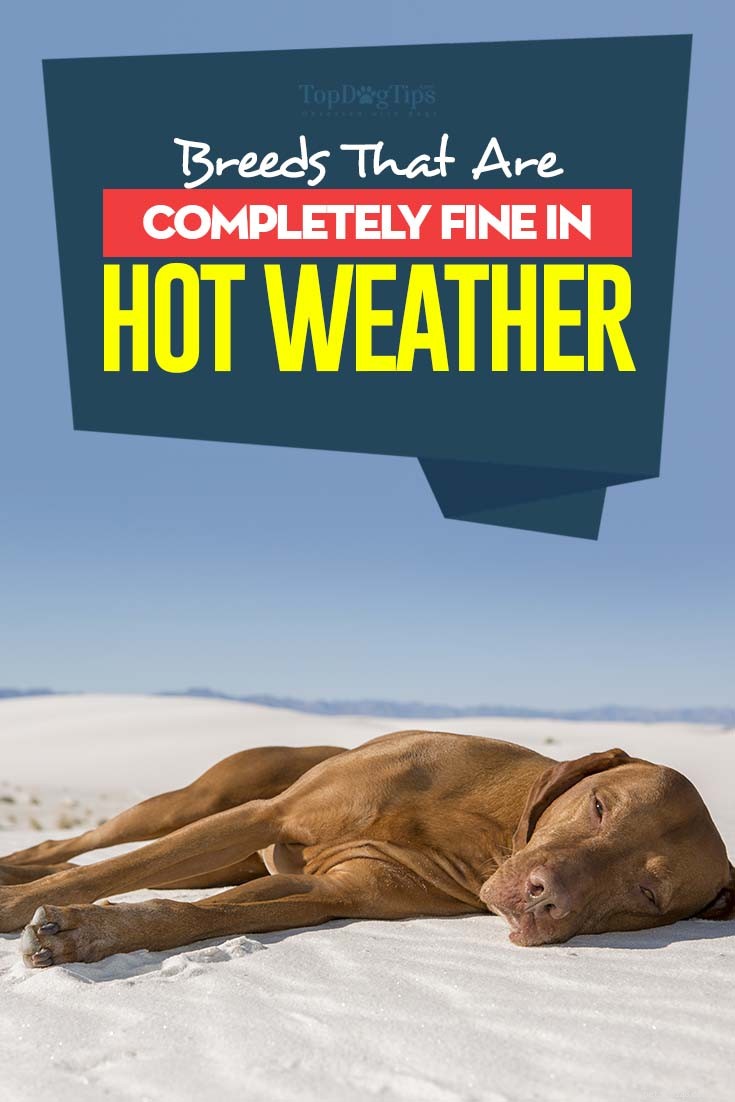 9 meilleures races de chiens pour temps chaud