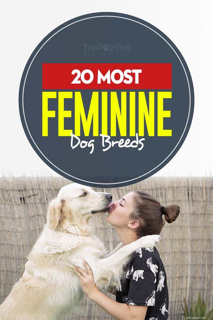 女性と男性のための20の最も女性的な犬の品種 